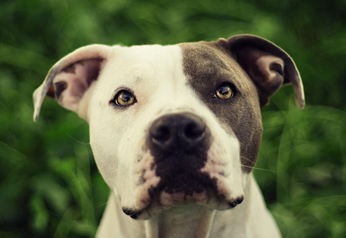 Panel 16x11cm Pitbull — foto 1