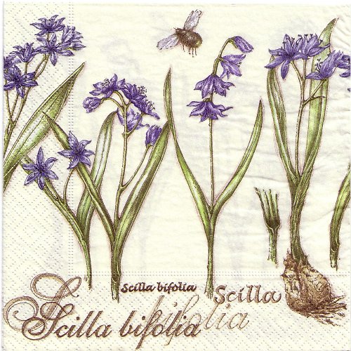 Ubrousek Scilla bifolia — foto 1