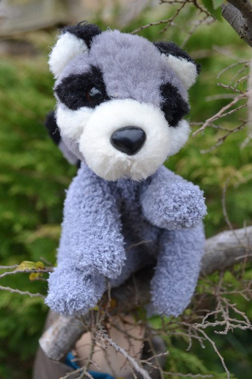 Lemur — foto 1