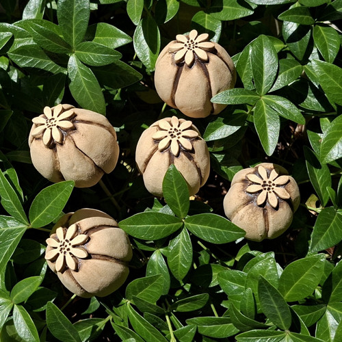 Makovice malá - zápich