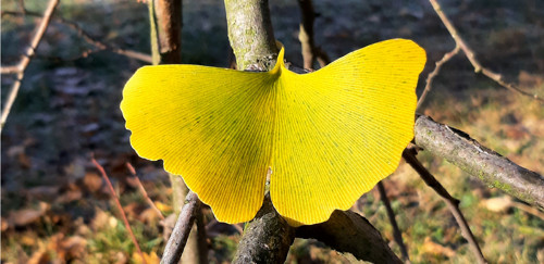 Motýl Ginkgo