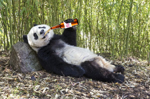 Test panda 227 klonovaná