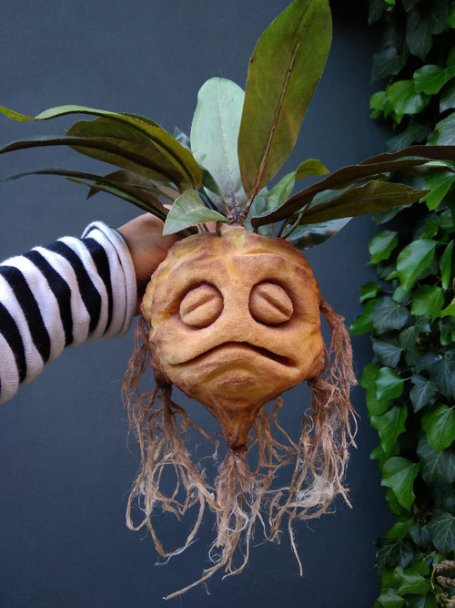 Mandragora