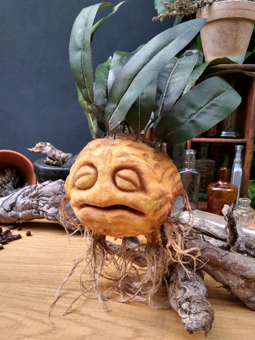 Mandragora — foto 1
