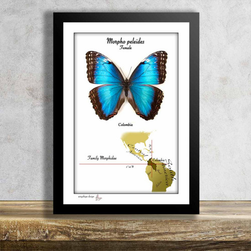 Motýl v rámku-MORPHO PELEIDES-FEMALE — foto 1