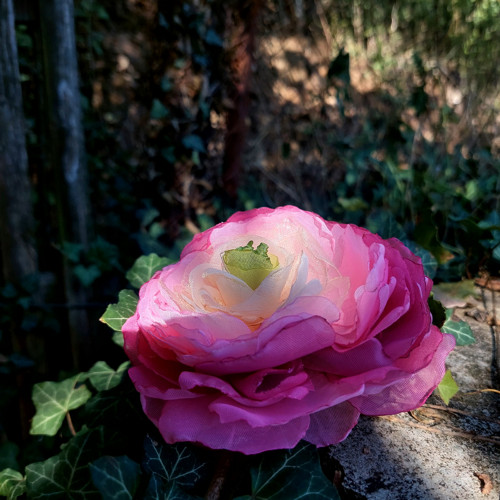 Pryskyřník průměr 12 cm — foto 1