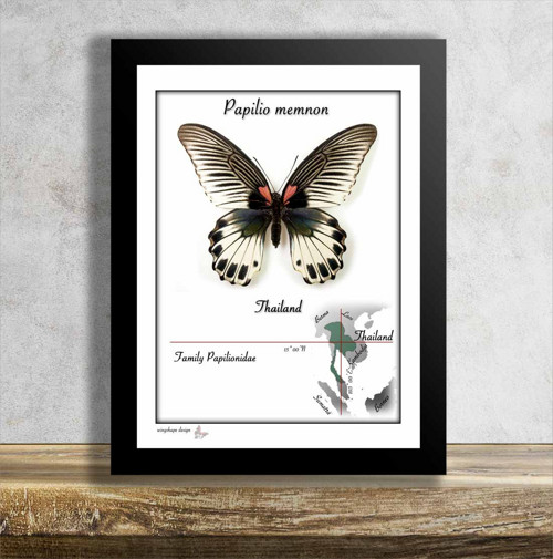 Motýl v rámečku-PAPILIO MEMNON black&white form