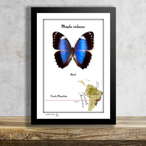 Motýl v rámku-MORPHO VIOLACEUS — foto 1