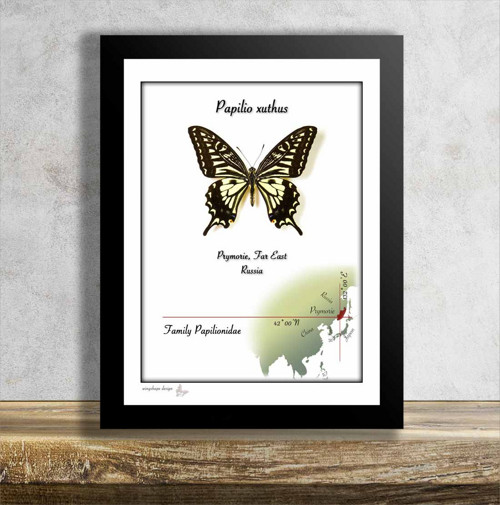 Motýl v rámku-PAPILIO XUTHUS — foto 1