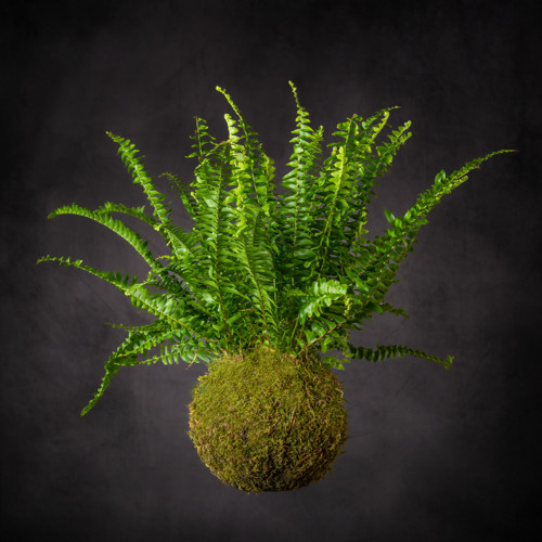 Ledviník / kokedama
