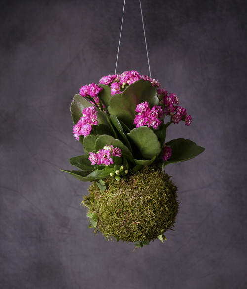 Kalanchoe / kokedama