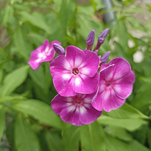 Phlox paniculata