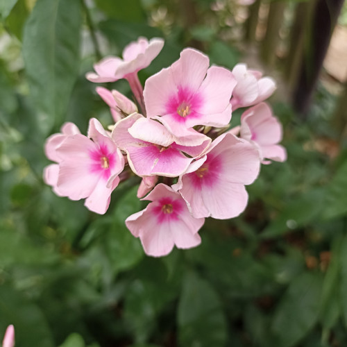 Phlox paniculata