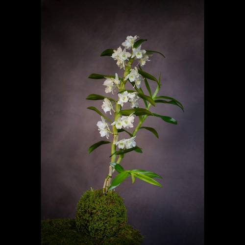 Dendrobium nobile / kokedama