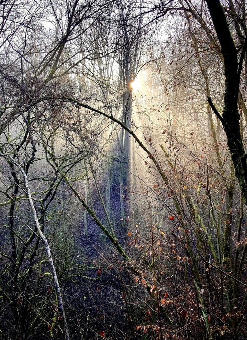 "Magický les", fotoobraz/magnetka/pohled