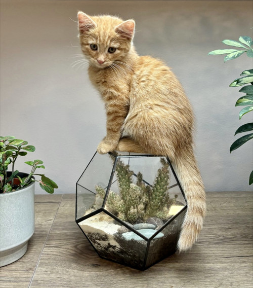 Florarium "Pětiúhelník"