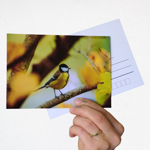 Pohlednice: Parus major na podzim