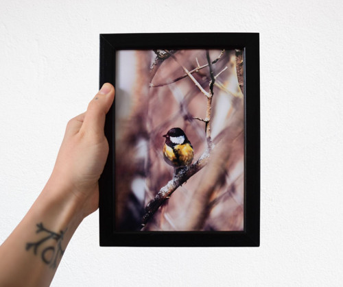 Tisk 13x18 cm v rámu: Parus major