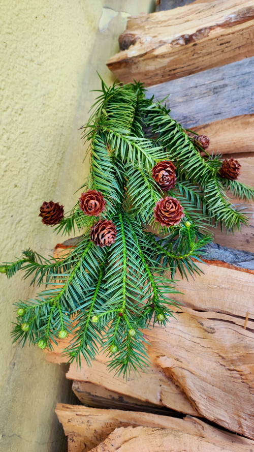 Stále živá okrasná KYTICE ARAUCARIA s šišticemi