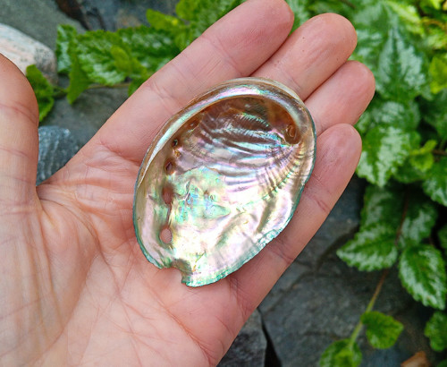 Velká abalone paua mušle 65 mm, přírodní dekorace