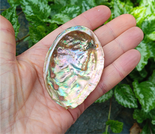Nádherná duhová mušle Abalone (Ušeň) 7 cm