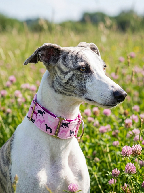 Chrtí obojek martingale - růžový Pink