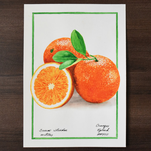 Akvarel "Oranges"