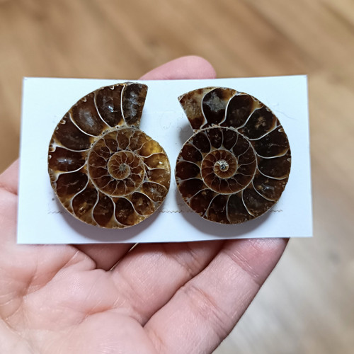 Amonit (pár), ID 3635, 36x29 mm