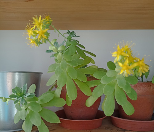 Sedum Palmeri