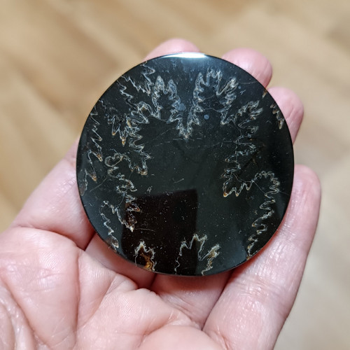 Amonitový Simbircite/Simbircit, ID 3673, 50 mm — foto 1