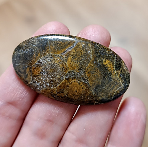 Zkamenělý korál, ID 3687, 46x26 mm