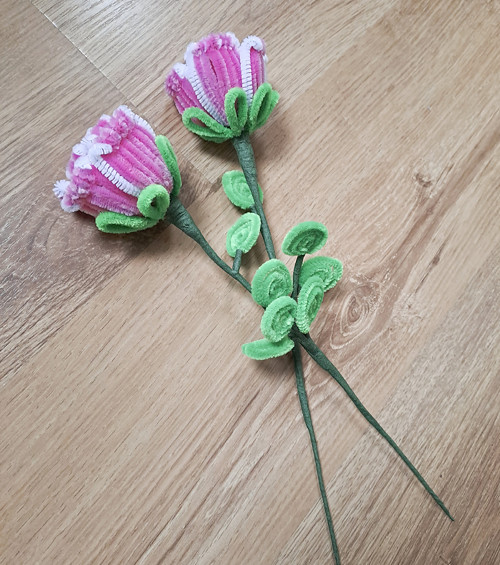 Růže růžová