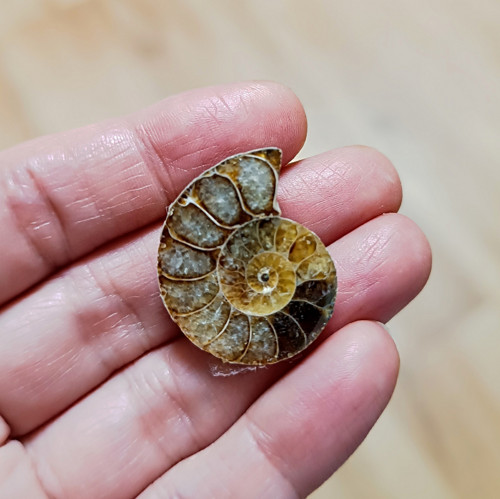 Amonit, ID 3763, 28x23 mm