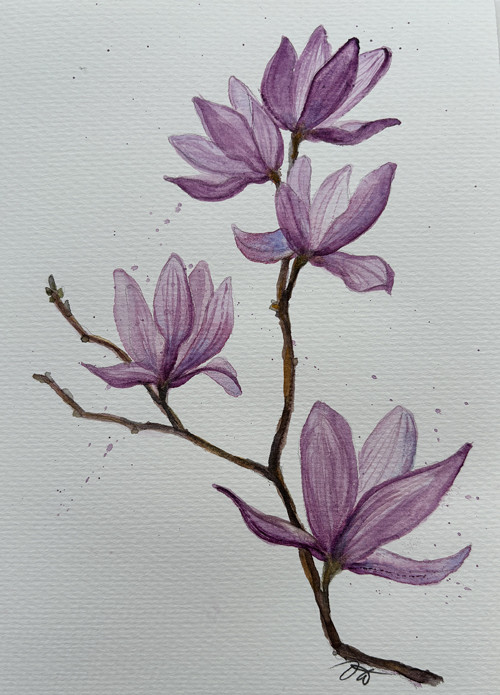 Magnolie - přání A5 - akvarel — foto 1