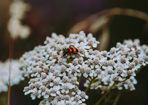 Pohlednice: Trichodes apiarius