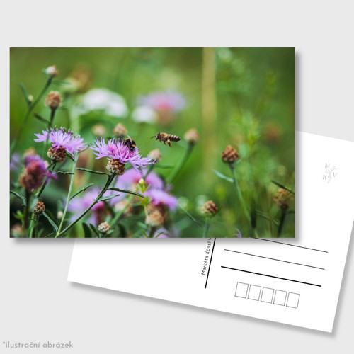 Pohlednice: Na louce