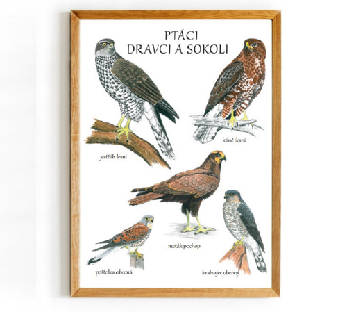 Plakát DRAVCI A SOKOLI