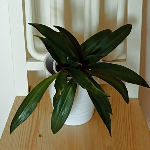 Tradescantia Spathacea — foto 1
