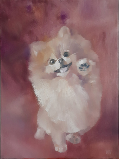 Špic Pomeranian