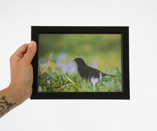Tisk 13x18 cm v rámu: Turdus merula v předjaří