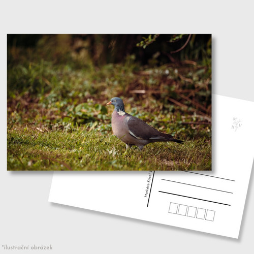 Pohlednice: Columba palumbus