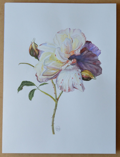 Akvarel - Růže - odvrácená strana měsíc 40x 30cm