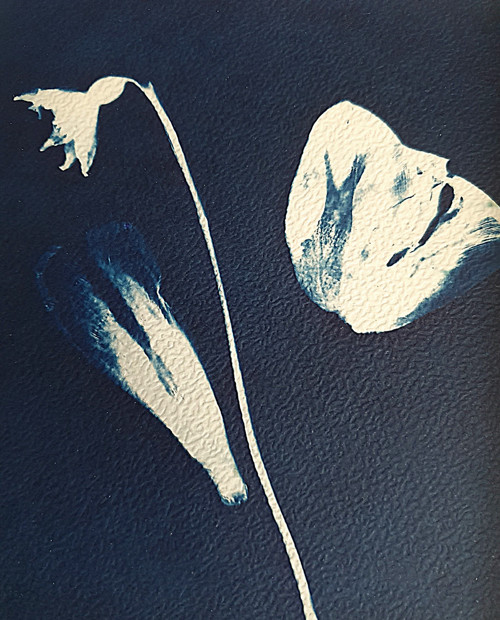 "SNĚŽENKA A TULIPÁN" - kyanotypie v rámu