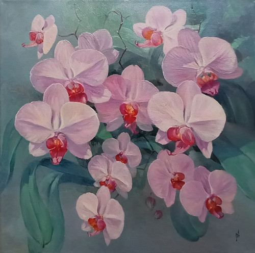 Orchideje Phalaenpsis.