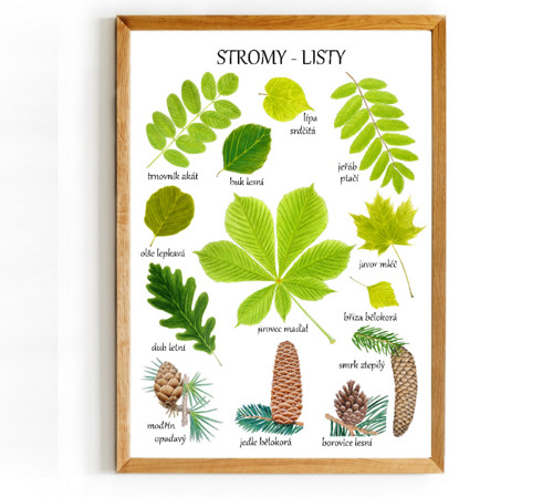 Plakát STROMY - LISTY