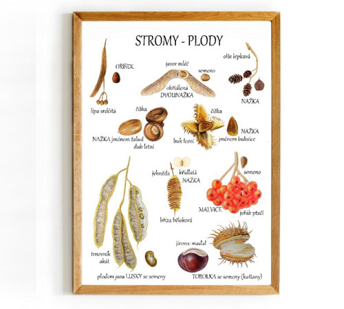 Plakát STROMY - PLODY