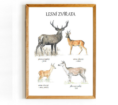 Plakát LESNÍ ZVÍŘATA 2