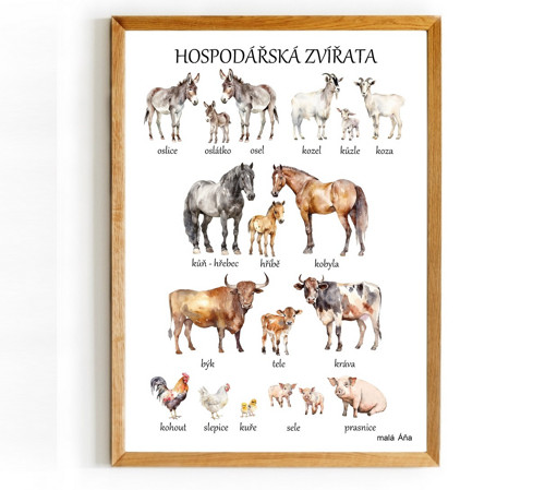 Plakát HOSPODÁŘSKÁ ZVÍŘATA