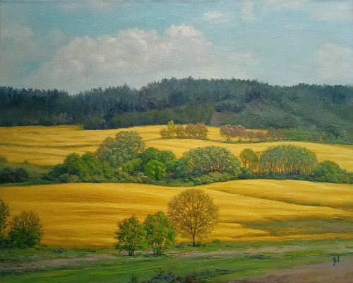 Kvetoucí řepka.