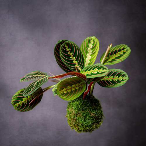 Maranta / kokedama